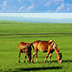 内モンゴルシラムレン草原