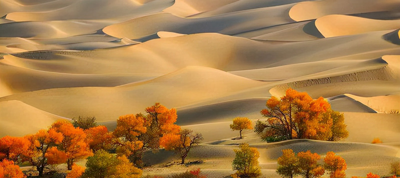 新疆タクラマカン砂漠